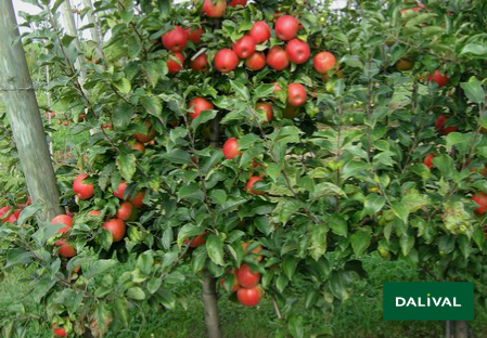 Apple - Apple tree - Dalival - HONEYCRUNCH HONEYCRISP COV