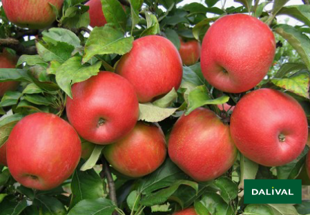 Apple - Apple tree - Dalival - HONEYCRUNCH HONEYCRISP COV