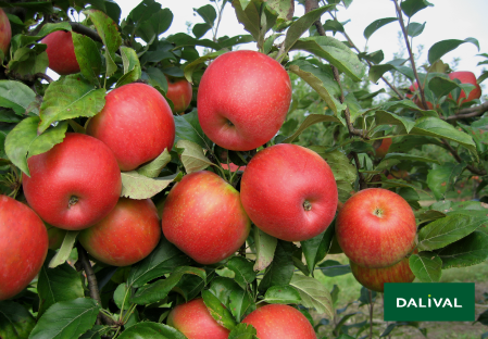 Apple - Apple tree - Dalival - HONEYCRUNCH HONEYCRISP COV