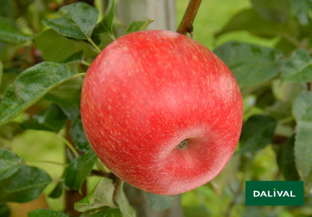 Apple - Apple tree - Dalival - HONEYCRUNCH HONEYCRISP COV