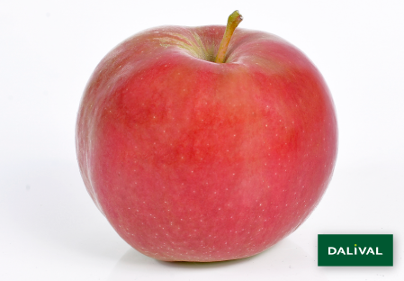 Apple - Apple tree - Dalival - IDARED STANDARD