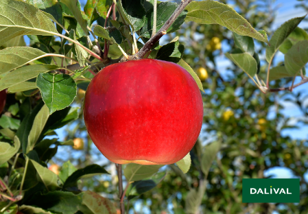 Variete pomme pommier Dalival RED IDARED