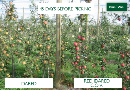 Apple - Apple tree - Dalival - RED IDARED