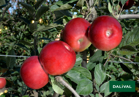 Apple - Apple tree - Dalival - RED IDARED