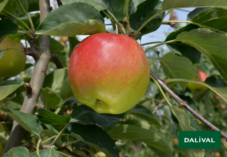 Apple - Apple tree - Dalival - INITIAL