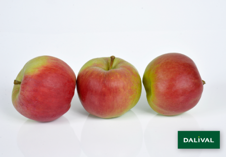 Apple - Apple tree - Dalival - INITIAL