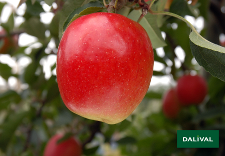 Apple - Apple tree - Dalival -  JAZZ SCIFRESH