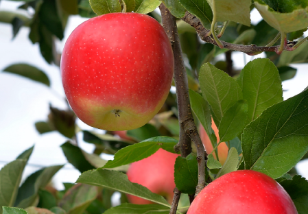 Variete pomme pommier Dalival JAZZ SCIFRESH