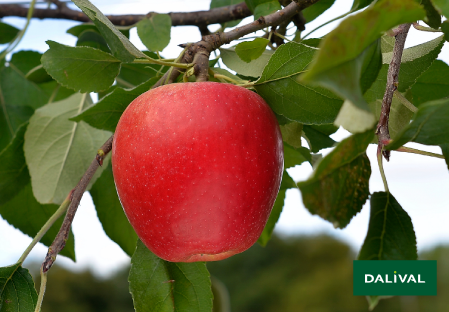 Apple - Apple tree - Dalival -  JAZZ SCIFRESH