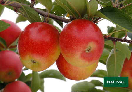 Apple - Apple tree - Dalival -  JAZZ SCIFRESH