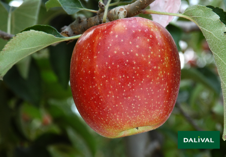 Variete pomme pommier Dalival