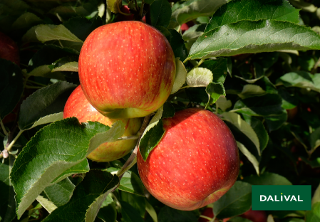 Variete pomme pommier Dalival