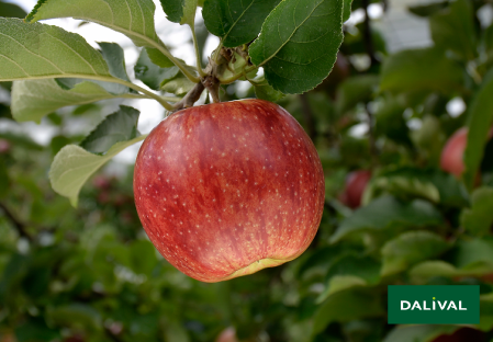 Variete pomme pommier Dalival