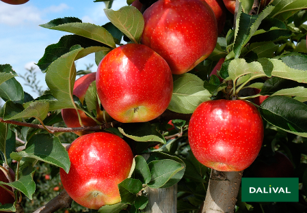 Variete pomme pommier Dalival