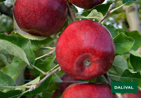 Variete pomme pommier Dalival