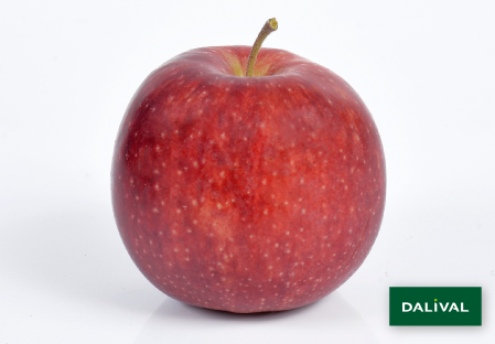 Apple - Apple tree - Dalival - WILTONS RED JONAPRINCE COV