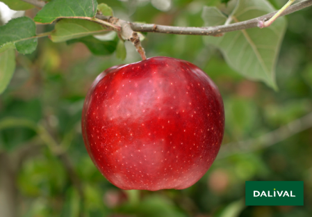 Apple - Apple tree - Dalival - WILTONS RED JONAPRINCE COV