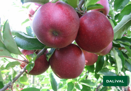 Apple - Apple tree - Dalival - WILTONS RED JONAPRINCE COV