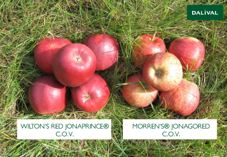 Apple - Apple tree - Dalival - WILTONS RED JONAPRINCE COV