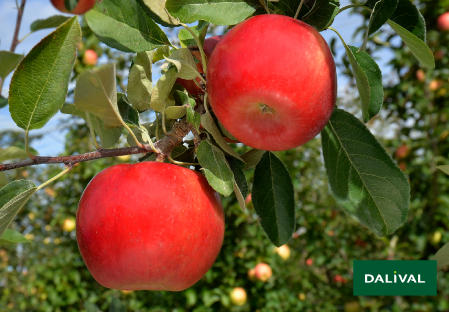 Variete pomme pommier Dalival LADINA