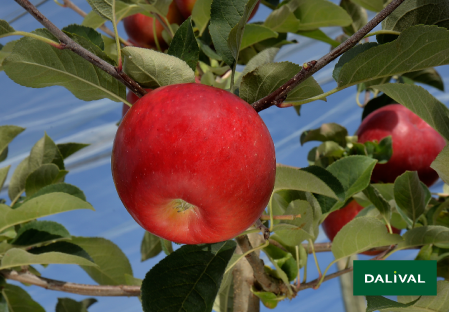 Variete pomme pommier Dalival LADINA