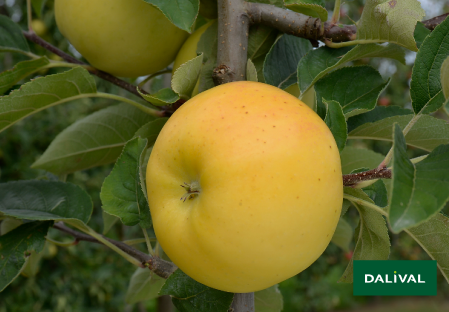 Variete pomme pommier Dalival LAFAYETTE