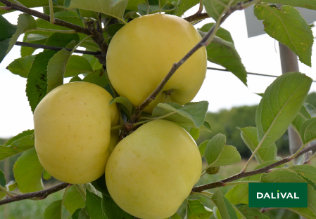 Variete pomme pommier Dalival LAFAYETTE