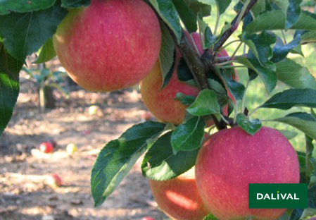 Apple - Apple tree - Dalival - MAIRAC LA FLAMBOYANTE
