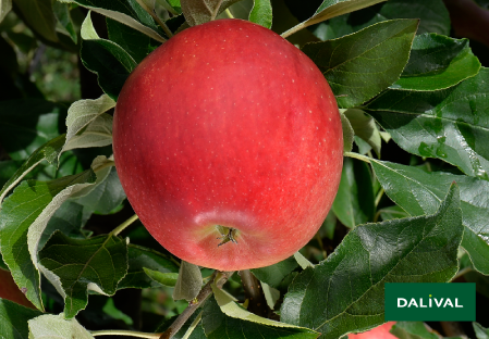 Apple - Apple tree - Dalival - MAIRAC LA FLAMBOYANTE