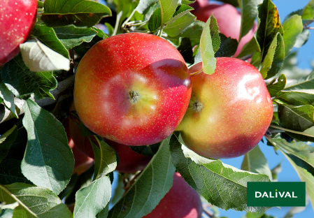 Variete pomme pommier Dalival MELROSE BEAUMONT BRYCHMEL