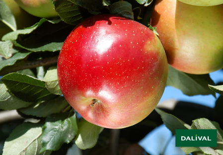 Variete pomme pommier Dalival MELROSE BEAUMONT BRYCHMEL