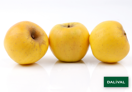 Variete pomme pommier Dalival OPAL UEB32642