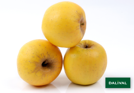 Variete pomme pommier Dalival OPAL UEB32642