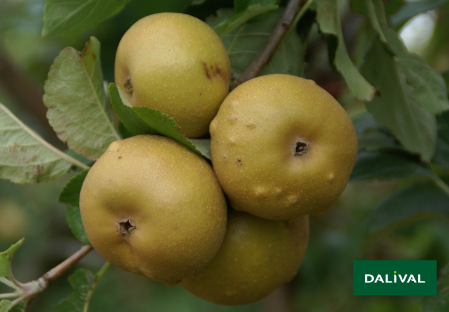 Apple - Apple tree - Dalival - PATTE DE LOUP