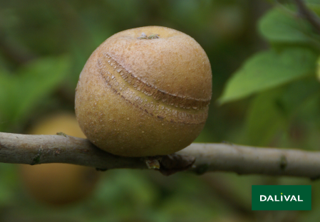 Variete pomme pommier Dalival PATTE DE LOUP