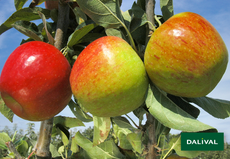 Apple - Apple tree - Dalival - PILOT DALIRENE