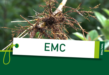 Pear rootstock EMC