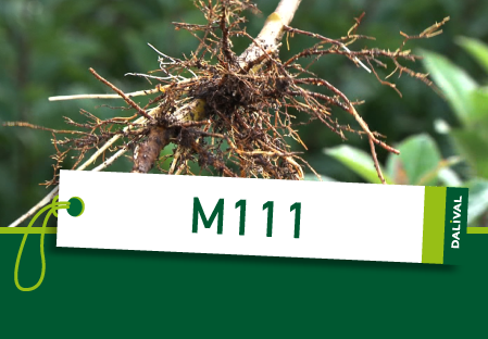 Apple rootstock M111