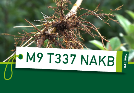Apple rootstock M9 T337 NAKB