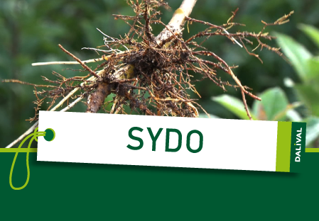 Pear rootstock SYDO