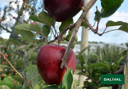 Variete pomme pommier Dalival RED DELICIOUS JEROMINE