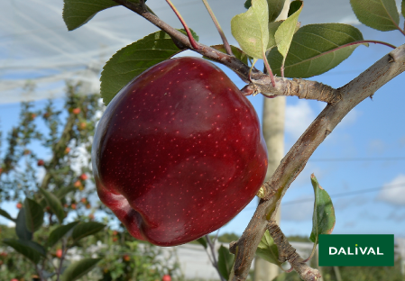 Variete pomme pommier Dalival RED DELICIOUS JEROMINE