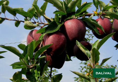 Variete pomme pommier Dalival RED DELICIOUS JEROMINE