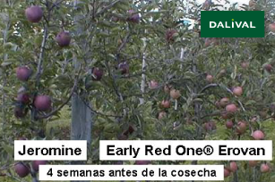 RED DELICIOUS JEROMINE