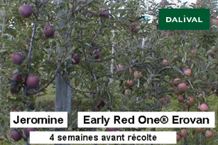 Variete pomme pommier Dalival RED DELICIOUS JEROMINE