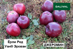 RED DELICIOUS JEROMINE
