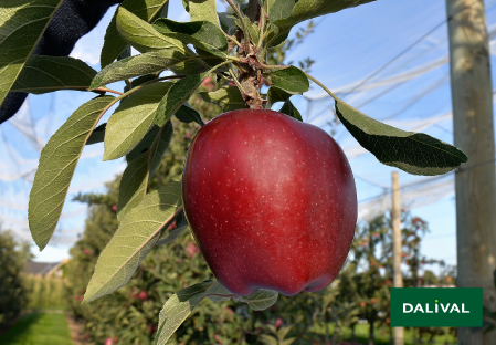 Variete pomme pommier Dalival RED DELICIOUS JEROMINE