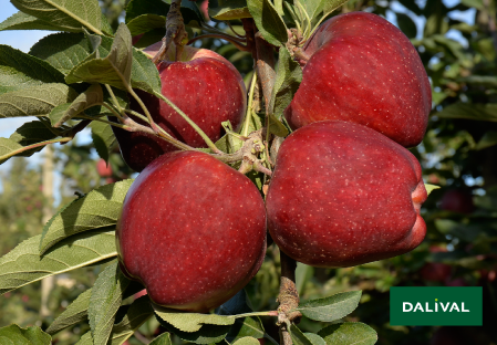 Apple - Apple tree - Dalival - SCARLET SPUR EVASNI Cov