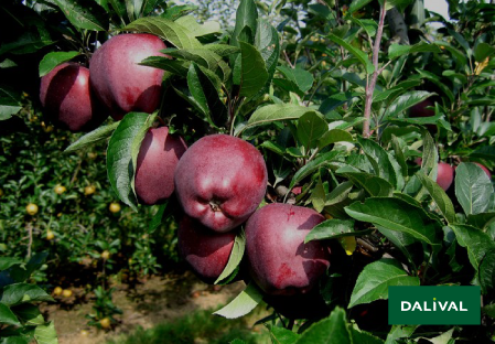 Apple - Apple tree - Dalival - SCARLET SPUR EVASNI Cov