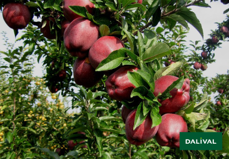 Apple - Apple tree - Dalival - SCARLET SPUR EVASNI Cov